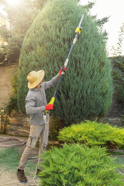 Best Tree Stump Removal  in Salem, UT